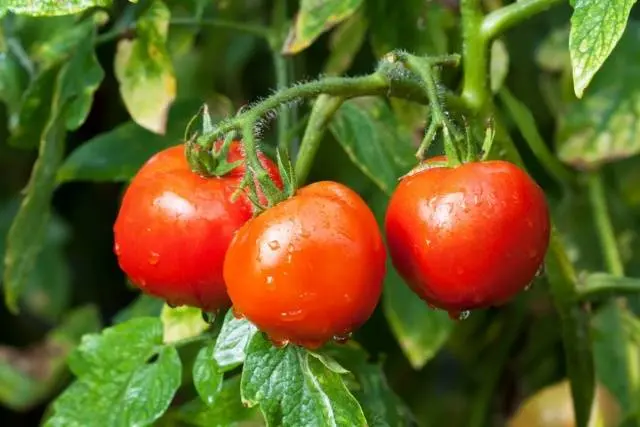 Tomatoes Dubrava: description, reviews