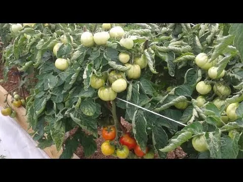 Tomatoes Dubrava: description, reviews