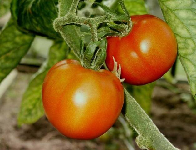 Tomatoes Dubrava: description, reviews