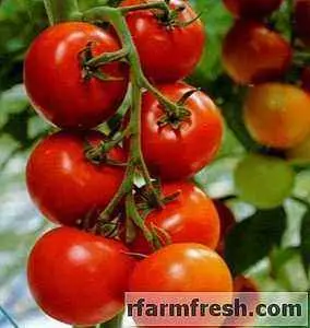 Tomatoes Dubrava: description, reviews