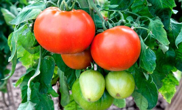 Tomatoes Em Champion: variety description, photos, reviews