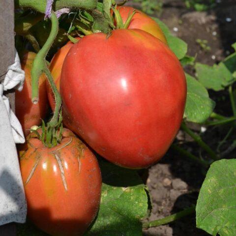 Tomatoes Em Champion: variety description, photos, reviews