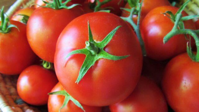 Tomatoes Em Champion: variety description, photos, reviews