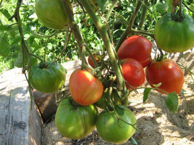 Tomatoes Em Champion: variety description, photos, reviews