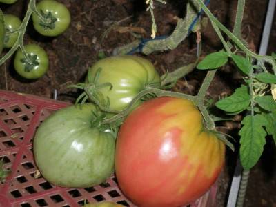 Tomatoes Fidelio: variety description, photos, reviews