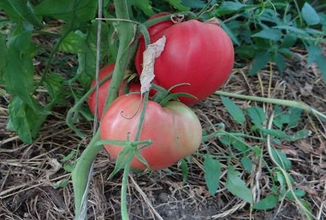 Tomatoes Fidelio: variety description, photos, reviews