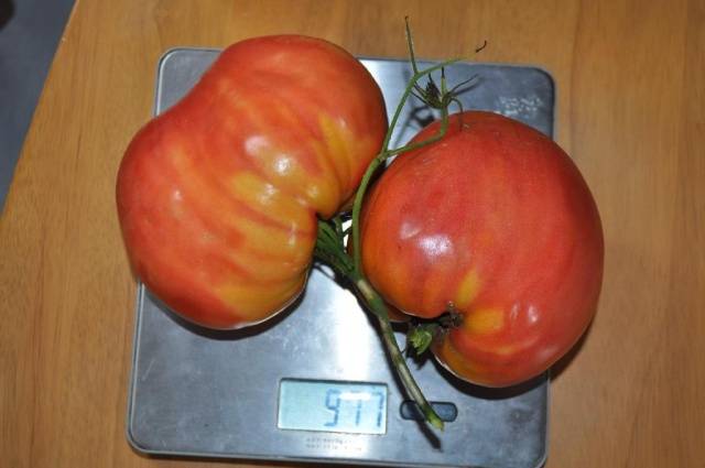 Tomatoes Fidelio: variety description, photos, reviews