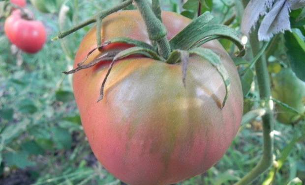 Tomatoes Fidelio: variety description, photos, reviews