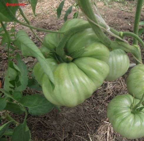 Tomatoes Fidelio: variety description, photos, reviews