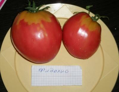 Tomatoes Fidelio: variety description, photos, reviews