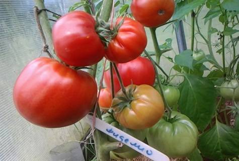 Tomatoes Fidelio: variety description, photos, reviews