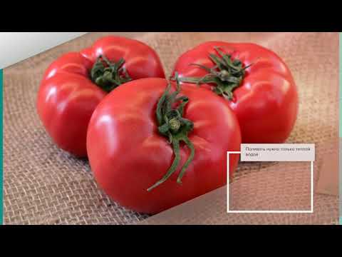 Tomatoes Fire F1: variety description, photos, reviews