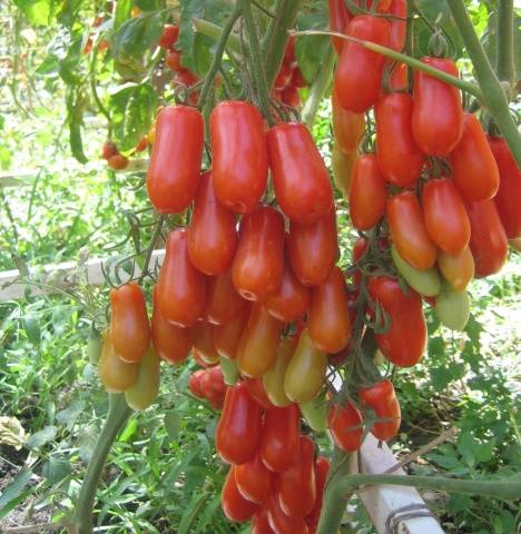 Tomatoes Flashentomat: reviews with photos, characteristics