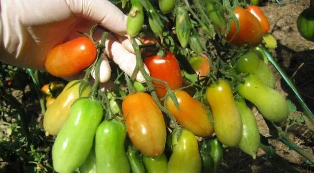 Tomatoes Flashentomat: reviews with photos, characteristics