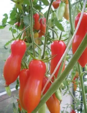 Tomatoes Flashentomat: reviews with photos, characteristics