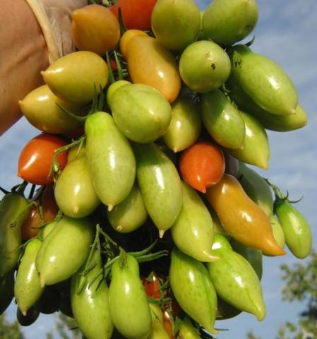 Tomatoes Flashentomat: reviews with photos, characteristics