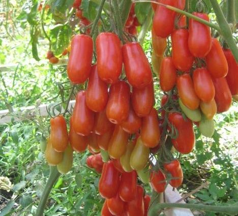 Tomatoes Flashentomat: reviews with photos, characteristics