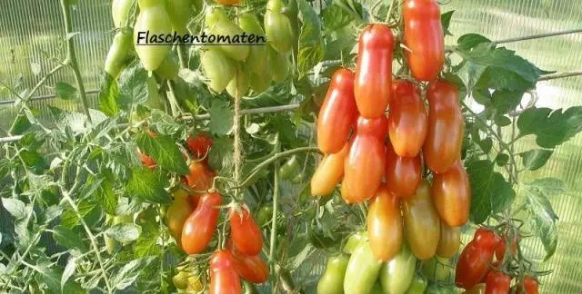 Tomatoes Flashentomat: reviews with photos, characteristics