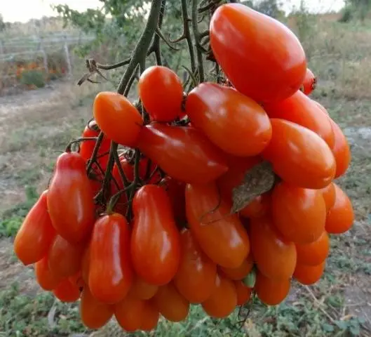 Tomatoes Flashentomat: reviews with photos, characteristics