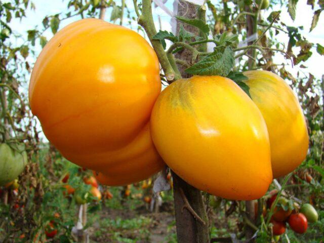 Tomatoes Golden Domes: variety description, photos, reviews of gardeners