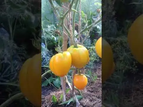 Tomatoes Golden Domes: variety description, photos, reviews of gardeners