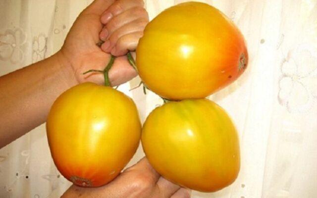 Tomatoes Golden Domes: variety description, photos, reviews of gardeners