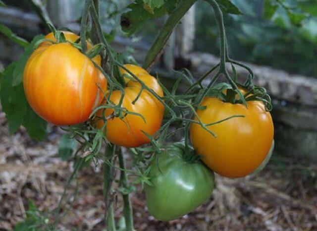 Tomatoes Golden Domes: variety description, photos, reviews of gardeners