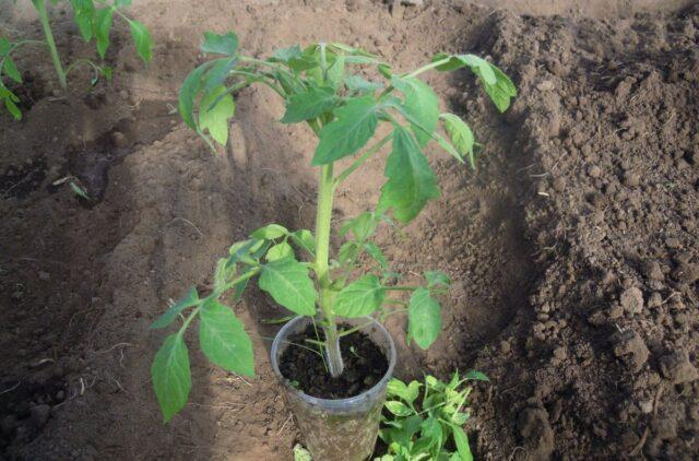 Tomatoes Golden Domes: variety description, photos, reviews of gardeners