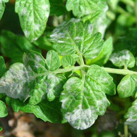 Tomatoes Golden Domes: variety description, photos, reviews of gardeners