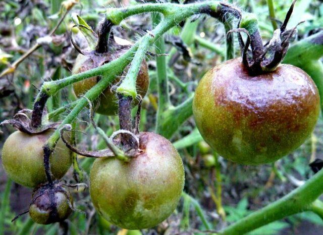 Tomatoes Golden Domes: variety description, photos, reviews of gardeners