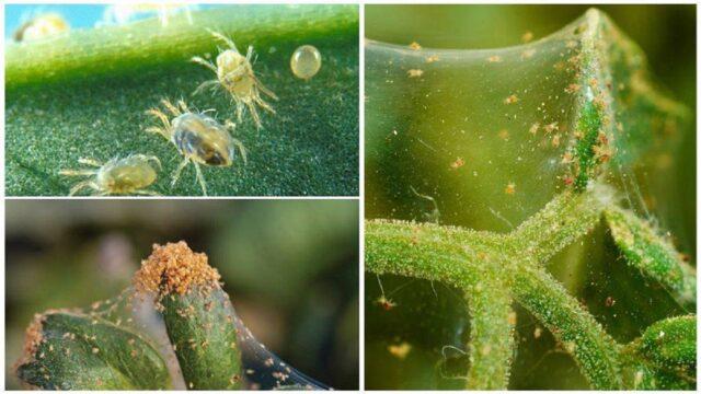 Tomatoes Golden Domes: variety description, photos, reviews of gardeners