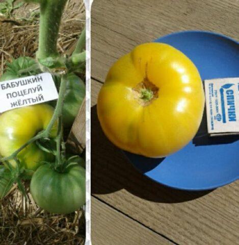 Tomatoes Grandmothers kiss: characteristics and description of the variety, photos, reviews of gardeners