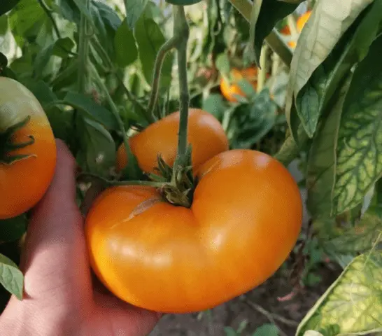 Tomatoes Grandmothers kiss: characteristics and description of the variety, photos, reviews of gardeners