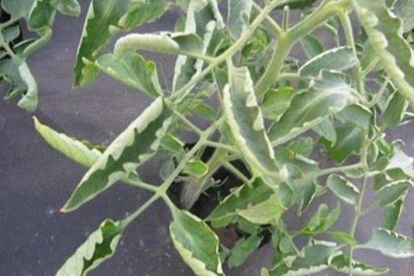 Tomatoes in a greenhouse: cultivation and care, tomato diseases