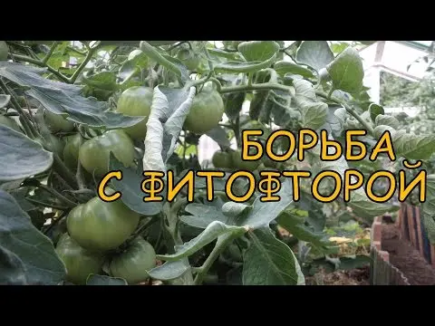 Tomatoes in a greenhouse: cultivation and care, tomato diseases