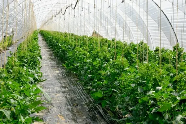 Tomatoes in a greenhouse: cultivation and care, tomato diseases