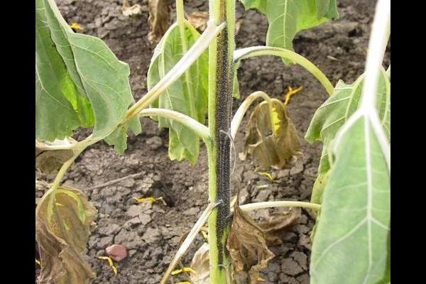 Tomatoes in a greenhouse: cultivation and care, tomato diseases