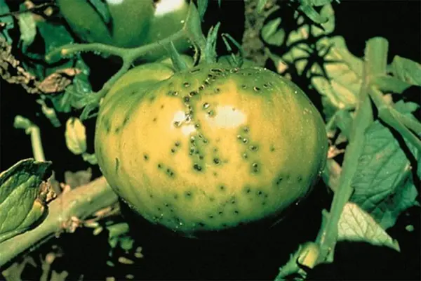 Tomatoes in a greenhouse: cultivation and care, tomato diseases