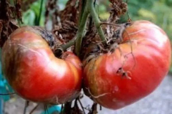 Tomatoes in a greenhouse: cultivation and care, tomato diseases