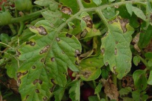 Tomatoes in a greenhouse: cultivation and care, tomato diseases