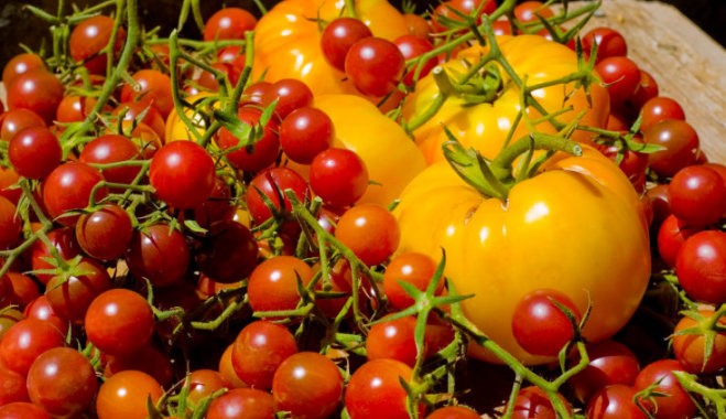 Tomatoes in their own juice without sterilization