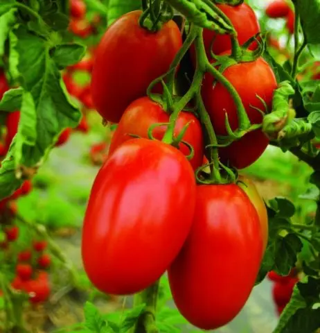 Tomatoes Inkas F1: description, reviews, photos of the bush, planting and care