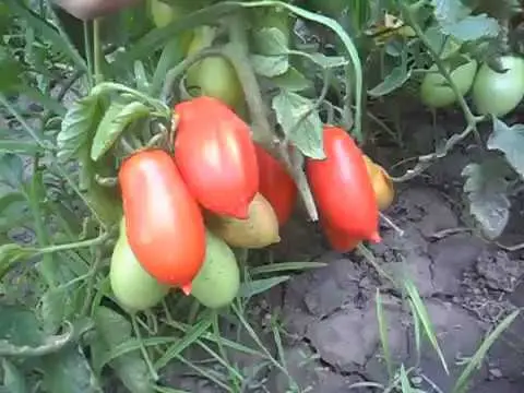 Tomatoes Inkas F1: description, reviews, photos of the bush, planting and care