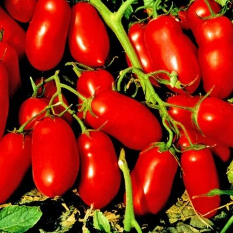 Tomatoes Inkas F1: description, reviews, photos of the bush, planting and care