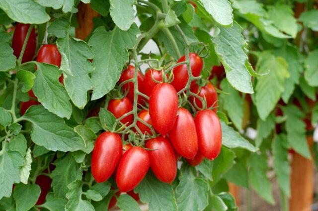 Tomatoes Jackpot F1: variety description, photo, gardener reviews, yield, video, when to plant