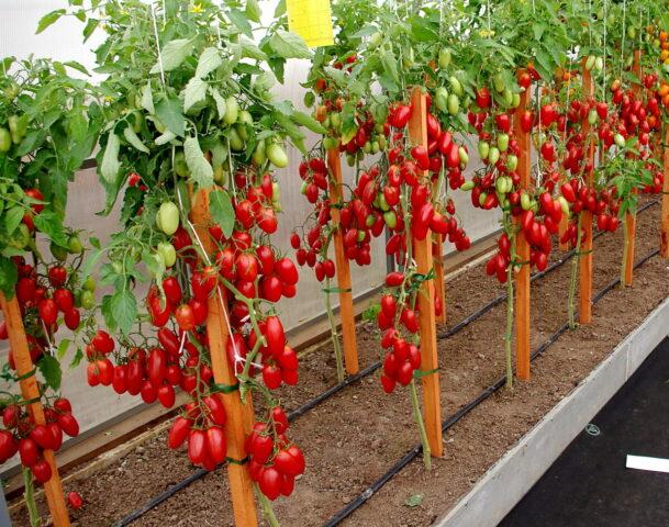 Tomatoes Jackpot F1: variety description, photo, gardener reviews, yield, video, when to plant