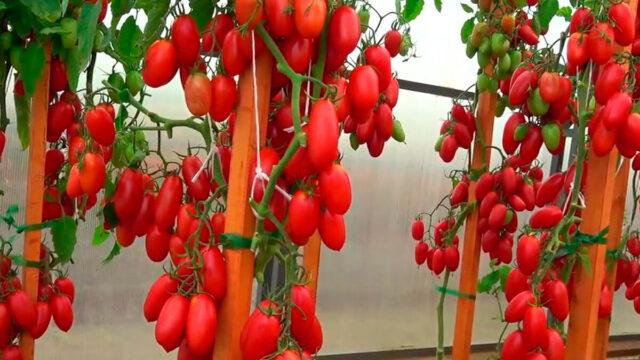 Tomatoes Jackpot F1: variety description, photo, gardener reviews, yield, video, when to plant