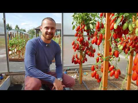 Tomatoes Jackpot F1: variety description, photo, gardener reviews, yield, video, when to plant