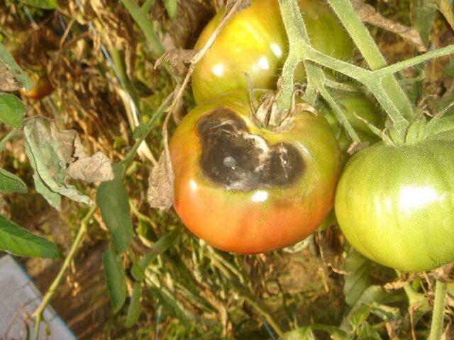 Tomatoes Japanese dwarf: variety description, photos, reviews