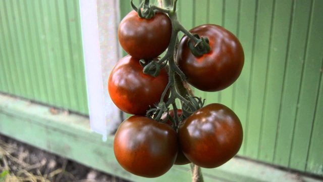 Tomatoes Kumato: variety description, photos, reviews